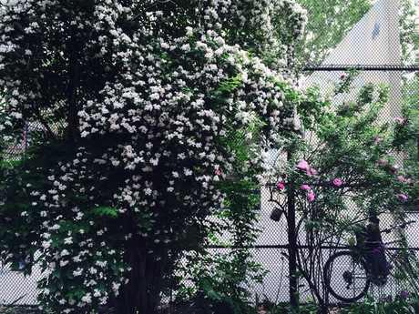 New York Cityへ その5~最終日~_b0207514_11311672.jpg